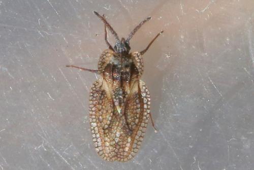 Dictyonota fuliginosa
